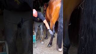 This man cleaned a horses leg for a race shortsvideo [upl. by Naesad80]