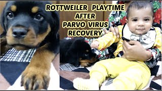 Playing with my Rottweiler Vlog  Lady Ollie After Parvo Virus Recovery  Namitaology [upl. by Airdnaz82]