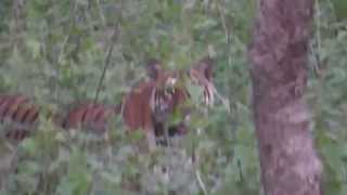 Tiger Sighting in Masinagudi part 2 [upl. by Drofliw627]