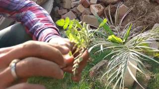 How to grow guggal from cutting  how to grow Indian bdelliumtree Commiphora wightii [upl. by Raual]