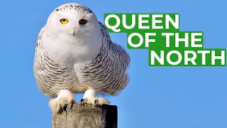 Snowy Owl  Queen of the North  Free Documentary Nature [upl. by Dunaville]