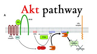 Akt pathway [upl. by Anerul43]