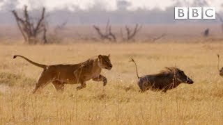 quotSHES GONNA EAT MEquot Hungry lion chases warthog  Natural World  BBC [upl. by Erickson]