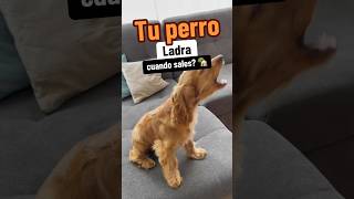 😱Ansiedad por separación en Perros ❌ consejosparaperros mascotas [upl. by Hauger606]