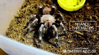 Nhandu Chromatus [upl. by Giles]