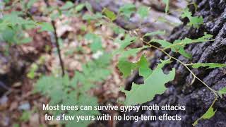 Gypsy moth caterpillars are eating their way through thousands of acres of Michigan trees [upl. by Hilda]