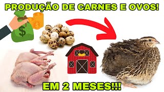 Comece HOJE a criar CODORNAS GIGANTES thallespessoa [upl. by Herodias]