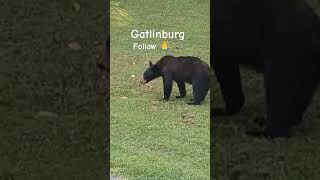 Gatlinburg Bear🐻 gatlinburg pigeonforge [upl. by Straub]