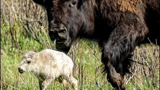 White Buffalo Fulfills Lakota Prophecy Akin To Christ’s 2nd Coming [upl. by Annoek]