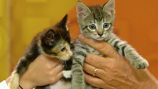 ¿Quieres adoptar un lindo gatito Aquí lo que necesitas [upl. by Whitby]