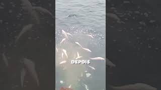 PERIGOS DO MAR curiosidades interessante shorts pescaria pesca peixes [upl. by Attenauq]