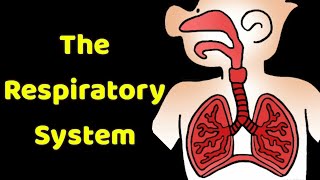 your respiratory system in a capsule👃👃👃 [upl. by Yrrehs]