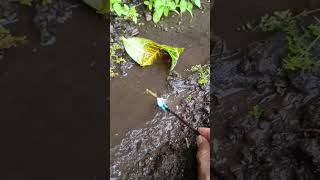 HOW TO CATCHING SNAKEHEAD FISHmassive snakehead  SNAKEHEAD FISH shorts fish channa viralvideo [upl. by Aiuhsoj]