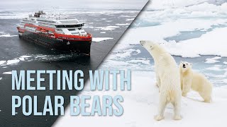 Polar bears in the sea ice North of Svalbard [upl. by Mouldon]