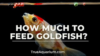 How Much to Feed Goldfish [upl. by Iruy]