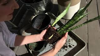 How to repot snake plant [upl. by Selrahc]