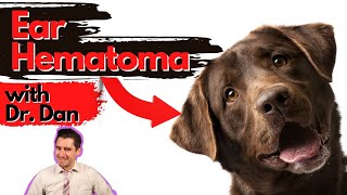 Dog Ear Hematoma Dr Dan explains [upl. by Baker]