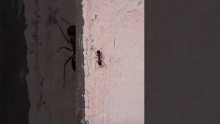 why ants feel they are dead part 3 shorts animals [upl. by Goldy]