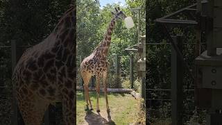 giraffe is close by giraffes animal animals toronto trending viral shortsviral vlog [upl. by Ellinger]