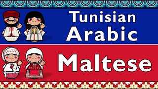 SEMITIC TUNISIAN ARABIC amp MALTESE [upl. by Eanat]