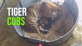 Critically Endangered Tiger Gives Birth To Three Cubs [upl. by Tybalt]