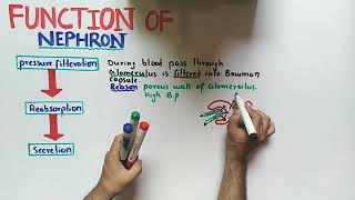 Nephron Function Class 12 Biology [upl. by Atteloiv]