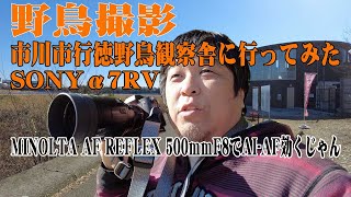 【野鳥撮影】SONYα7RV amp MINOLTA AF REFLEX 500mmF8 、AIAF効くじゃん！【あいねすと（市川市行徳野鳥観察舎）】 [upl. by Earahs303]