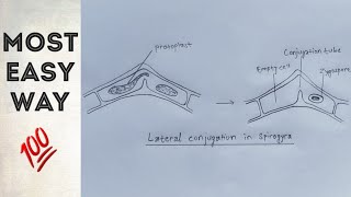 Lateral conjugation in spirogyara  easy way [upl. by Nnoved452]