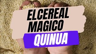 EL CEREAL MAS COMPLETO ¡Descubre los increíbles beneficios de la quinua [upl. by Uyekawa]