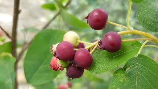 SaskatoonJuneberry Time A closer look at these SUPER berries amp picking a bowl full of Rainbow🌈 [upl. by Oly969]