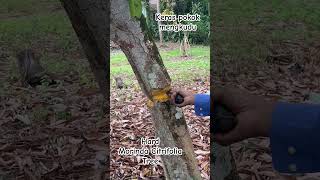 Parang power “ tebang pokok mengkudu amp Powerful Knife cut down Morinda Citrifolia tree [upl. by Simonsen]