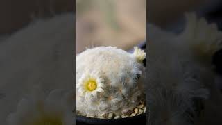 Mammilaria Plumosa 💓 🌵 cactoseplantassuculentas [upl. by Notlew]