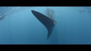 Exmouth Whaleshark trip Ningaloo Reef Western Australia [upl. by Janaya339]