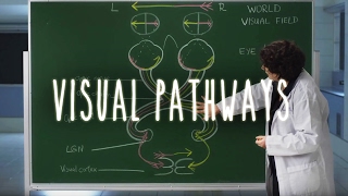 Neuroanatomy S1 E6 Visual Pathways neuroanatomy ubcmedicine [upl. by Goodhen]