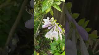 Late Blooms For Hosta “Guacamole” September 2024 [upl. by Dnumsed720]