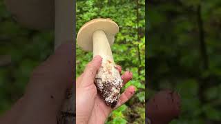 Nádherný hřibek smrkový a konečně i trochu zapršelo mushroom houby fungi hribi grzyby nature [upl. by Eiramaliehs470]