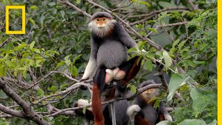 This Endangered Monkey is One of the World’s Most Colorful Primates  Short Film Showcase [upl. by Dwyer]