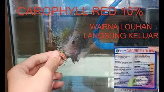 Cara cepat naikin warna ikan louhan  Carophyll red 10 [upl. by Slack]