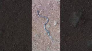 Brahminy blind snake [upl. by Sophey]