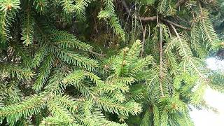 Picea abies Barryi [upl. by Ertnod]