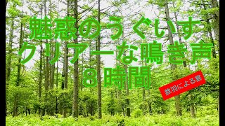 うぐいすの鳴き声８時間 くっきりした音声でお送りする、うぐいす数羽とメジロなどによる、至近距離のさえずり８時間 Nature sounds Forest birds Uguisu [upl. by Alema412]