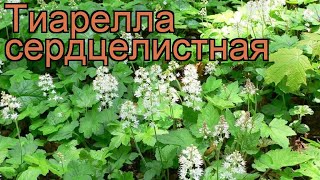 Тиарелла сердцелистная tiarella cordyfolia 🌿 тиарелла обзор как сажать рассада тиареллы [upl. by Nnaycart]