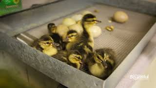 Organic Regenerative Farming at Lundberg Rice x Baby Ducks [upl. by Siramaj]