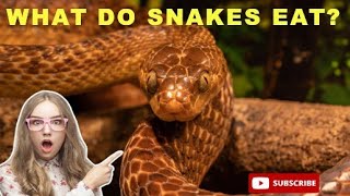 What Do Snakes Eat Discover Their Surprising Diet snake wildlife [upl. by Teragramyram862]