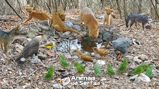 CRIEI UMA FONTE DE ÁGUA NATURAL EM UM LUGAR ESCASSO [upl. by Chang402]