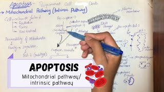 ApoptosisMitochondrial pathwayIntrinsic pathway UrduHindi ENGLISH SUBS [upl. by Ahsaetan]