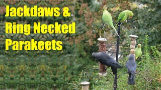 Jackdaws and ring necked parakeets [upl. by Aerdnad]