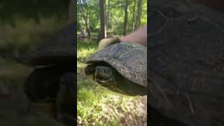 Turtle moves to the CREEK shorts nature [upl. by Arelc]