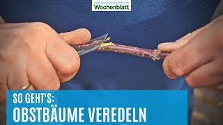 Gartentipps Obstbäume veredeln  Gärtnerwissen [upl. by Ditmore]