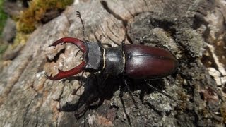 Lucanus cervus cervus  Stag Beetle  Hirschkäfer [upl. by Poppas705]